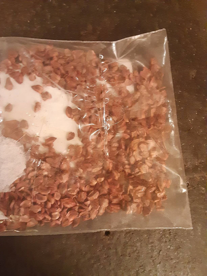 California Redwood Tree Seeds | Sequoia Sempervirens