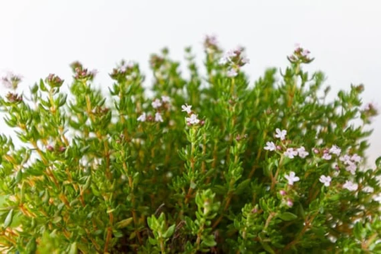 Thyme Seeds - Common 100 Seeds. Non Gmo, Organic, Heirloom Fresh Garden Herb. Ships Free. Usa Seller. Stock
