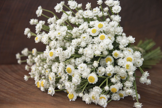 Ammobium | Winged Everlasting Seeds