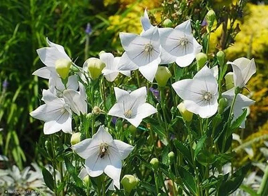 Balloon Flower Bellflower Astra White - 130 Seeds Platycodon Grandiflorus