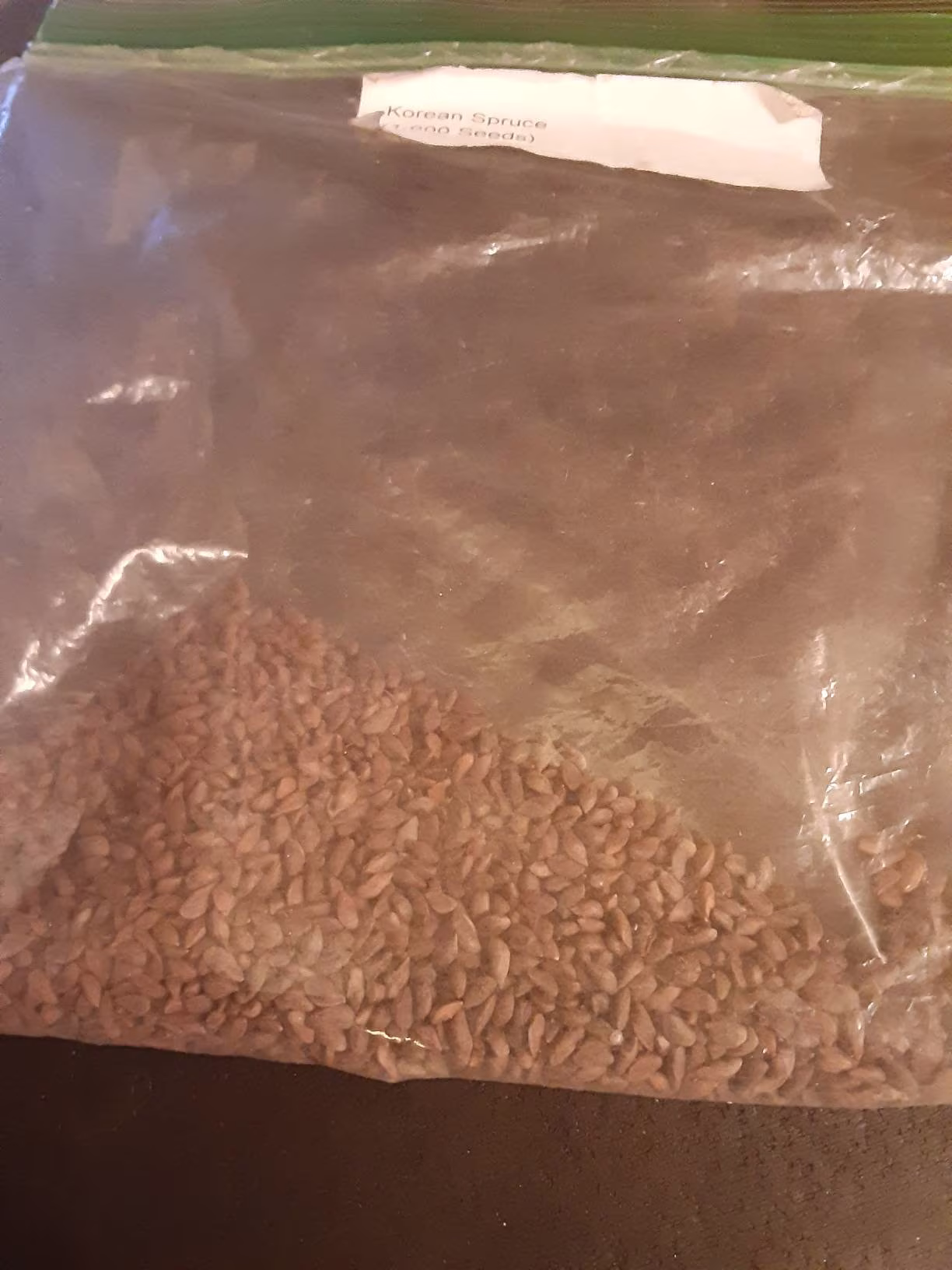 Korean Spruce Tree Seeds