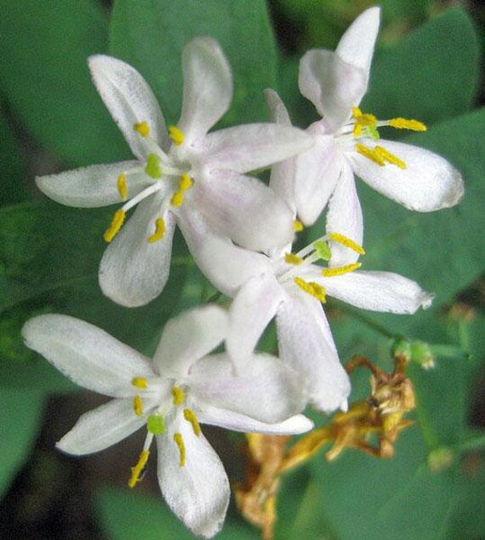 Lonicera Xylosteum | Dwarf Or Fly Honeysuckle 25 Seeds
