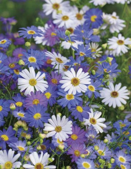 Swan River Daisy Summer Skies Mix Flora Plant Flower 125 Seeds Annual | Pillows Of Delicately Scented, Daisy-Like Flowers Australia