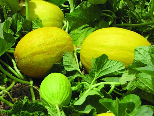 Yellow Canary Melon Seeds 20+