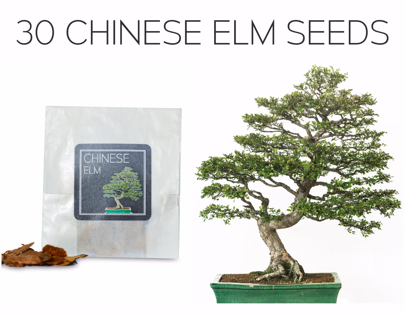 30 Chinese Elm Bonsai Seeds | Grow Your Own Tree Ulmus Parvifolia Growing Guide Perfect For Beginners & Enthusiasts
