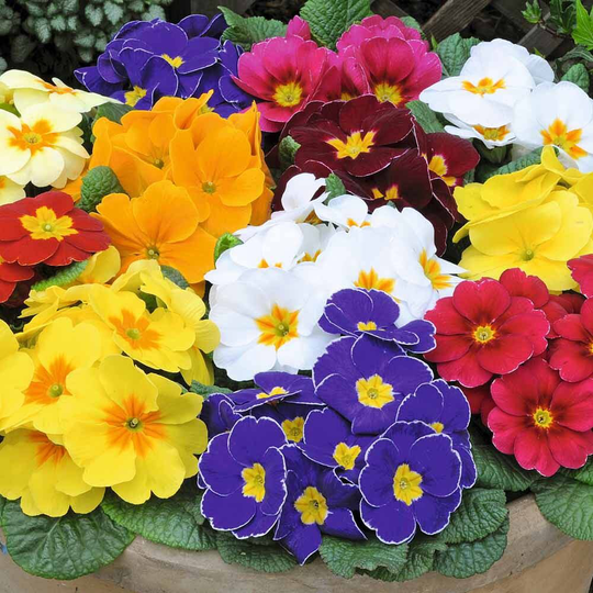 25 Primrose Seeds Mixed - Polyanthus