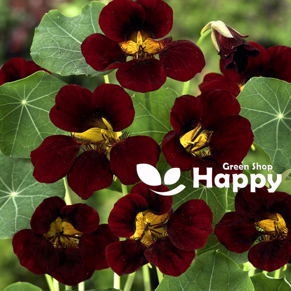 Nasturtium Tom Thumb Black Velvet - 30 Seeds Tropaeolum Minus Nanum Annual Flower