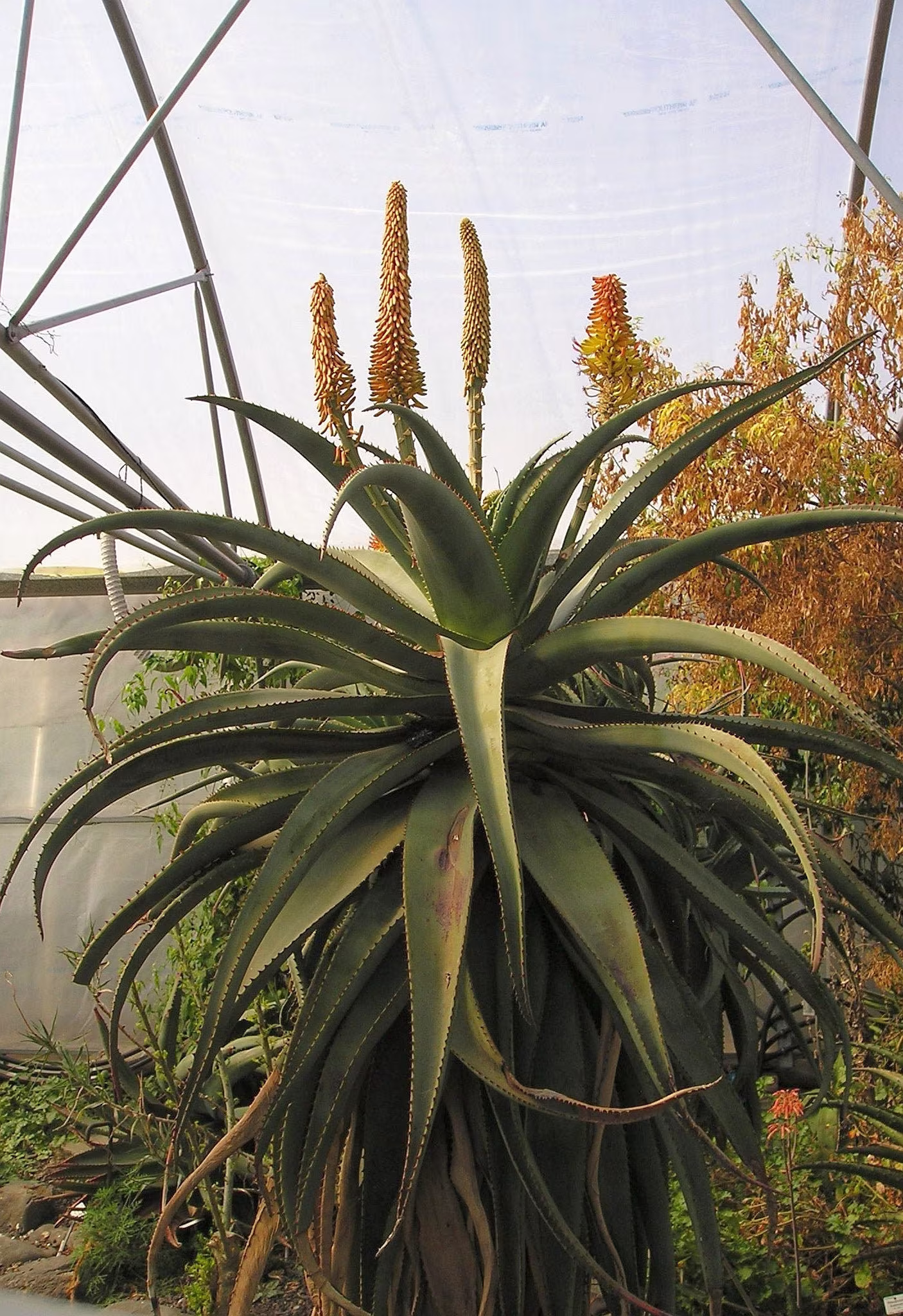 Aloe Africana Fresh Seed Uitenhage Tree Arborescent Succulent Cacti Houseplant Drought Tolerant Perennial Pollinators Ukfreepp