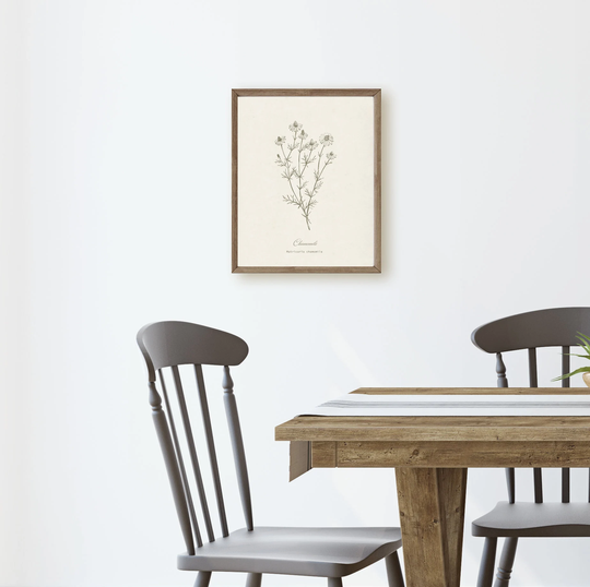 Chamomile Botanical Herb, Neutral Minimalist Line Drawing, Wall Art Print