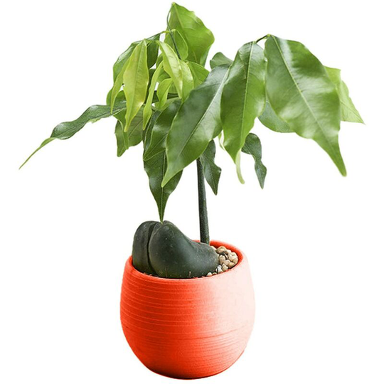 Briday - 1PC Rose red Mini Flower Pots Colourful Round Plastic Plant Flower Pot planters for succulents Decor Plants Desktop Flower Pots Maceta