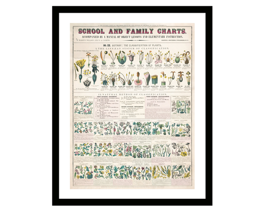 Vintage Poster Plants Botanical School & Family Charts Illustration Framed Print Kitchen Art By Marcius Willson Norman Calkins
