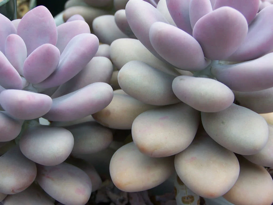 Graptopetalum Amethystinum Seeds - 10 Stunning Purple Succulent