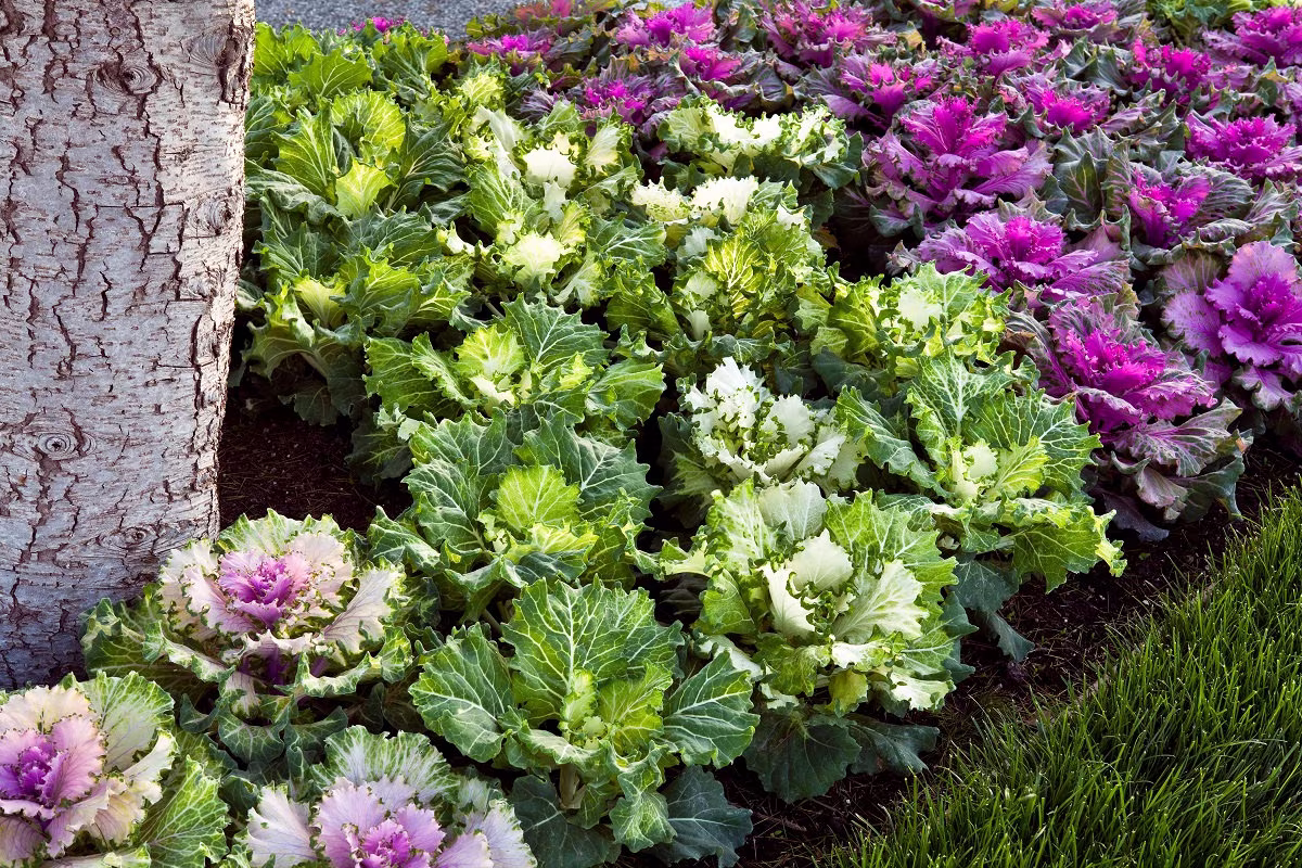 Flowering Cabbage Seeds 50 Thru 500 Osaka Mix Kale