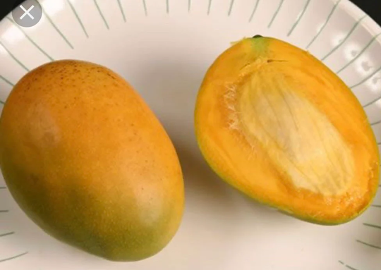 Mango Tree Carrie Variety Grafted Live 3-4 Feet Tall in 3 Gallon Pot. No Shipping To California Ca