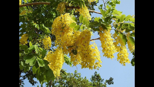 25 X Golden Rain Tree Seeds - Koelreuteria Paniculata