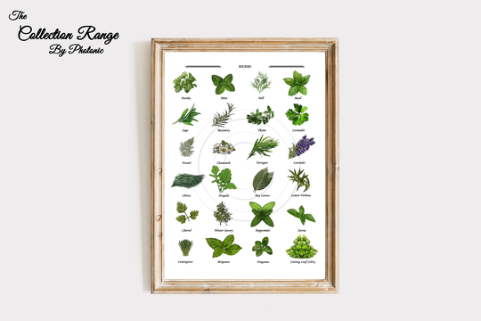 Herbs Plant Print Kitchen Cooking Flavouring Collection Home Decor Wall Art, Culinary Illustration Sizes A4 Or A3