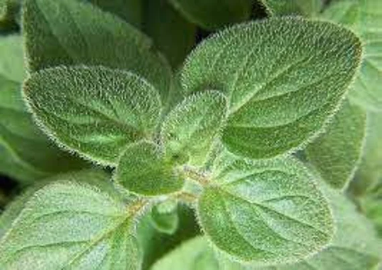 Greek Oregano Seeds, Us Organic Heirloom Non Gmo, Free Seeds With Order