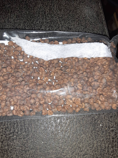 Elm Zelkova Seeds