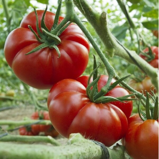 Tomato Seeds Marmande