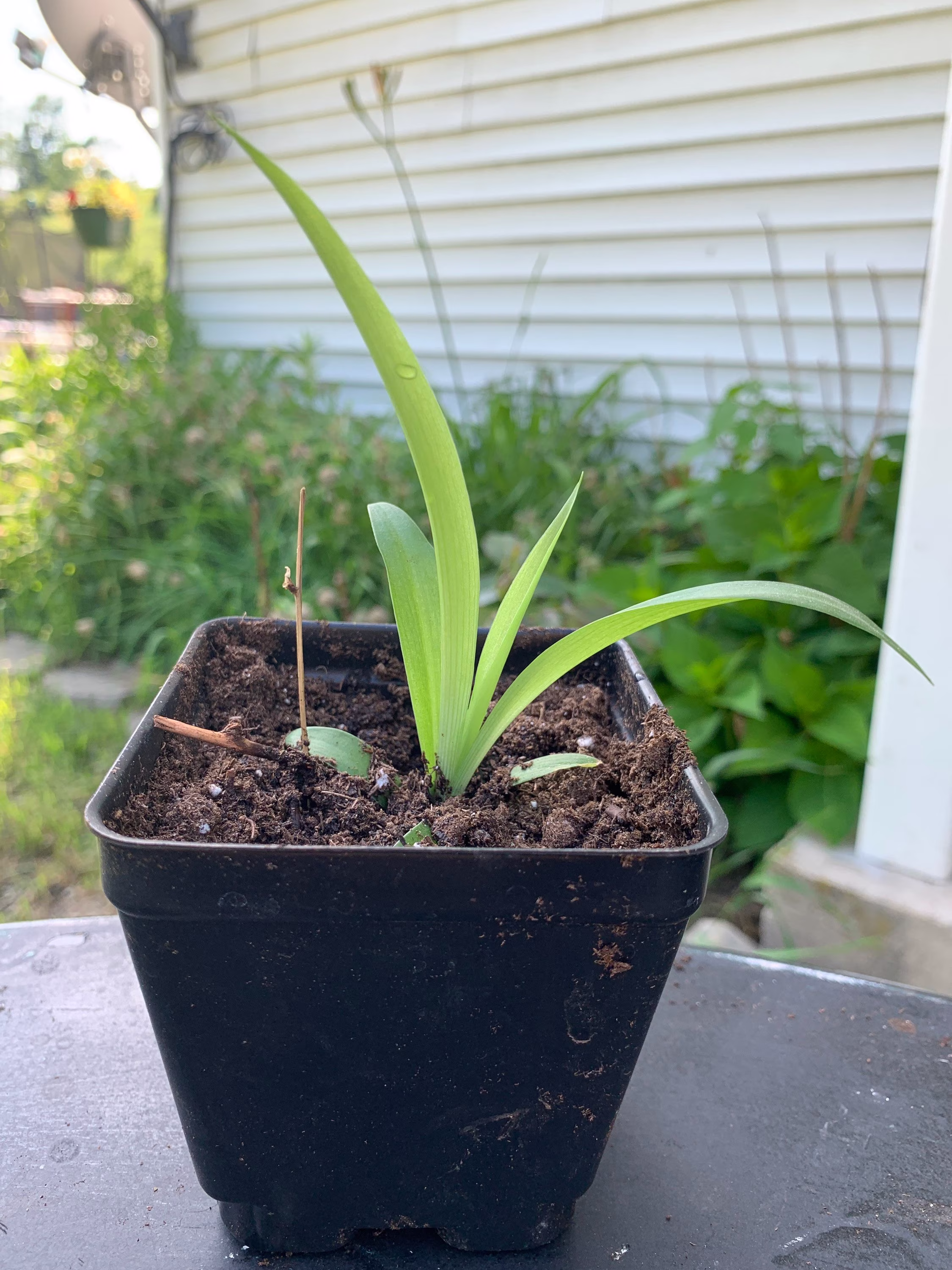 Spider Plant Babies
