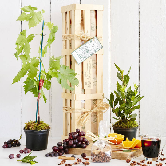 Grow Your Own Mulled Wine Gift Crate