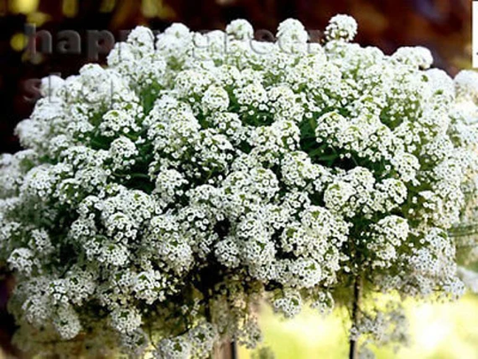 Sweet Alyssum White - Snowcloth 2000 Seeds Honey Fragrant Lobularia Maritima Flower