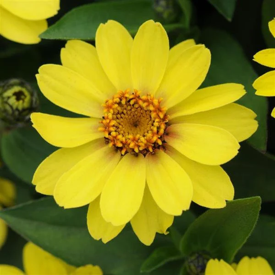 Zinnia Seeds Zahara Yellow Heat Tolerant 25 Flower