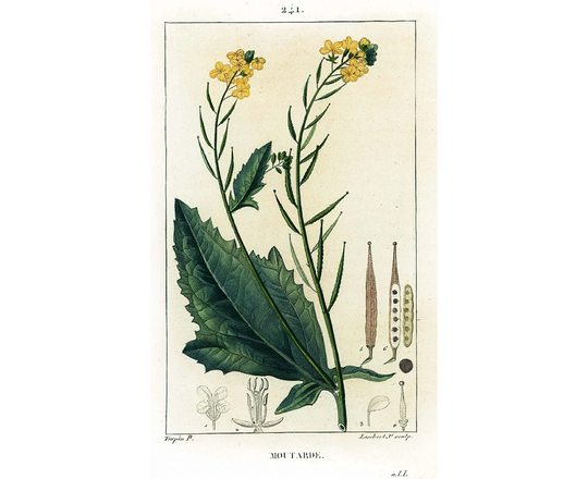 1831 Antique Black Mustard Brassica Nigra Print Plant Natural History Botanical Vegetable Botany Wall Art Framing Home Decor