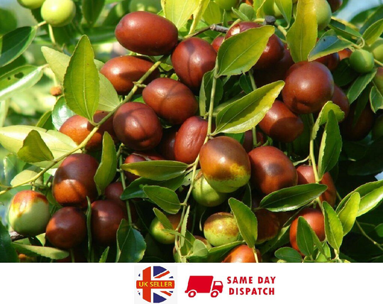 Jujube Red Chinese Date | Ziziphus Jujuba | 10 Fresh Seeds For Planting Same Day Dispatch