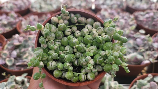 Variegated String Of Pearls - Premium- 3
