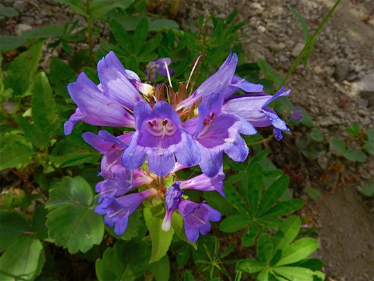 Small-Flower Beardtounge | Penstemon Procerus ~ 100 Small Seeds Pacific Northwest Wildflowers
