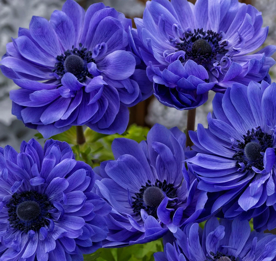 Anemone Seeds Harmony Double Blue 25 Thru 100 Seeds Flower Perennial F1