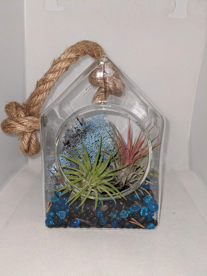 Air Plant Gift Set A Hanging Glass Bird House On Chunky Rope | Large 15x10x9 cm Complete With Air Plants Stones & Coloured Moss
