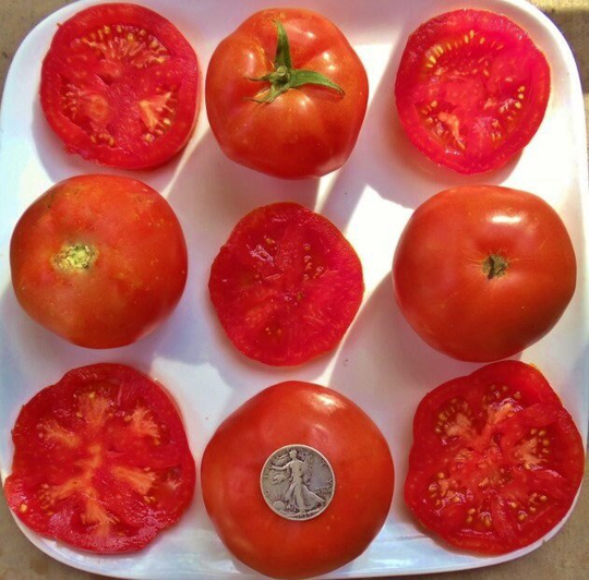 Rutgers - 40 Hand Picked Seeds