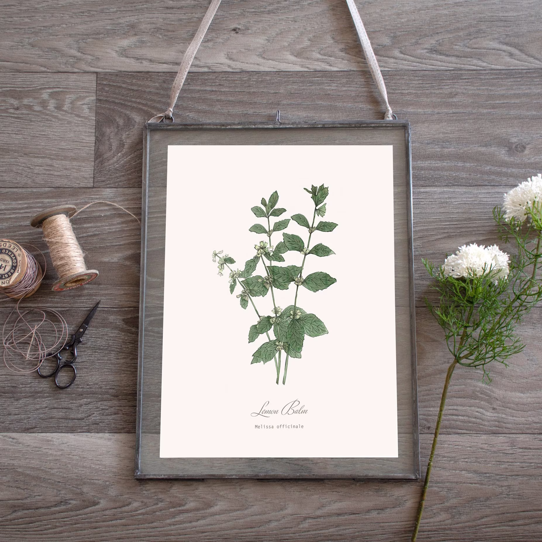 Lemon Balm Herb Botanical Print Plant Illustration, Kitchen, Herbalist Wall Art