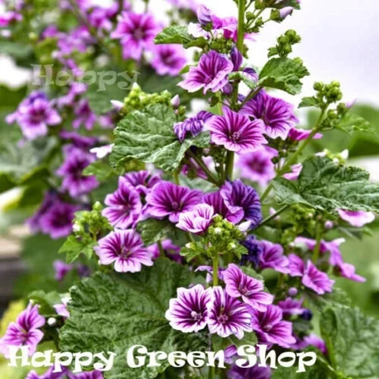Mallow - Hollyhock 70 Seeds Malva Sylvestris Zebrina Annual/Biennial Flower