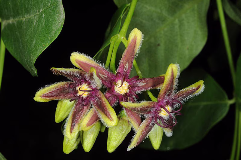 10 Periploca Graeca, The Silk Vine Seeds