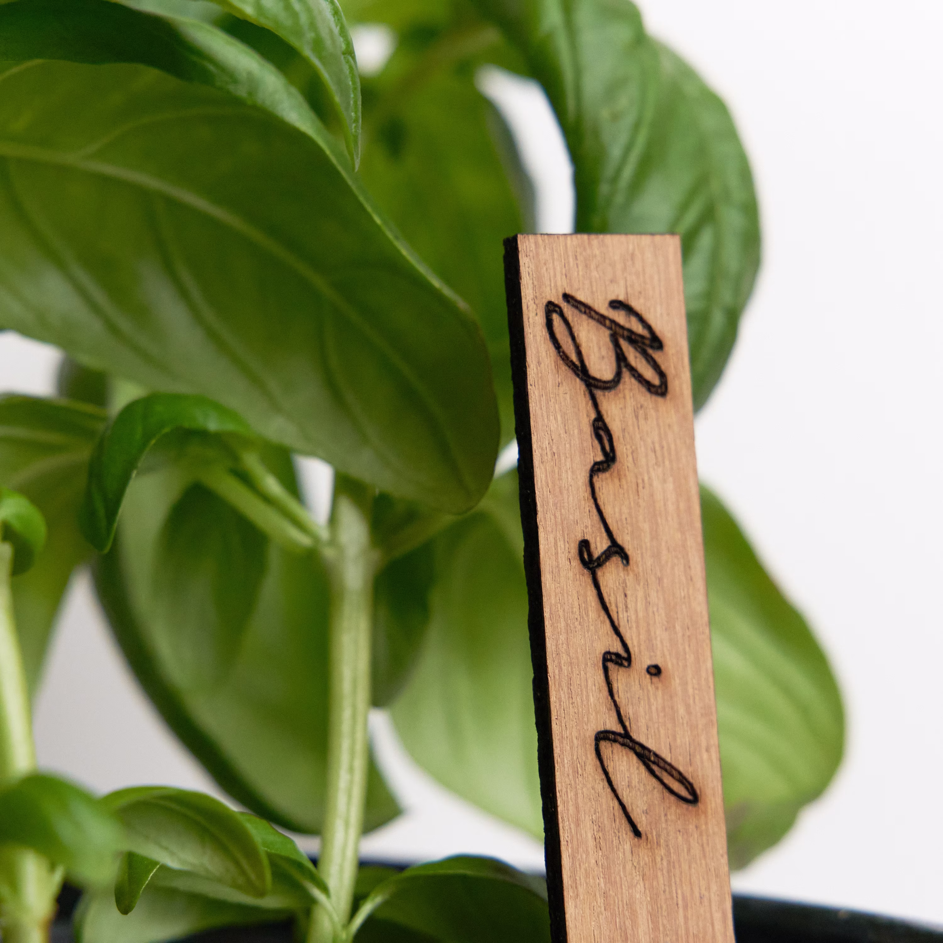 Wooden Plant Labels For Babies Herb Gardens & Indoor Plants
