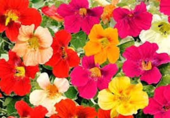 Rare Original Flower Seeds Nasturtium "Curly Mix