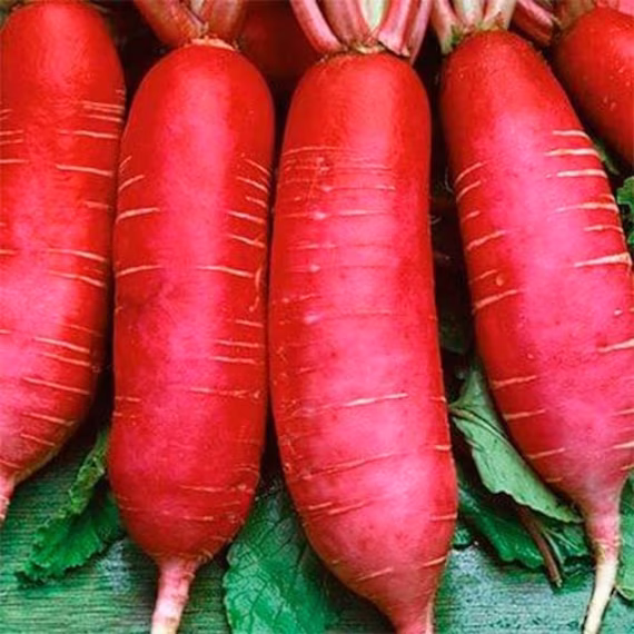 Daikon Radish Seeds Chinese Pink