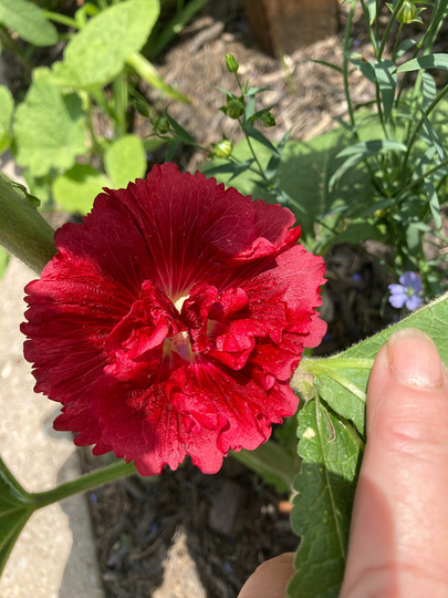 Queeny Red Hollyhock Seeds