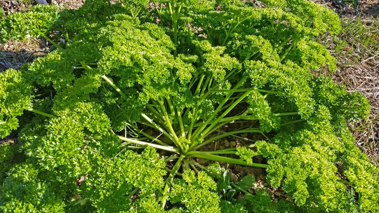 Usa Seller Forest Green Parsley 100 Seeds | Petroselinum Crispum