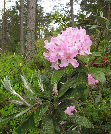 20 Rhododendron Grandiflorum Seeds , Catawba Iron Clad