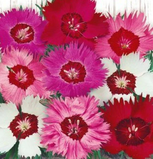 Rare Original Flower Seeds Carnation "Pinnate Mix