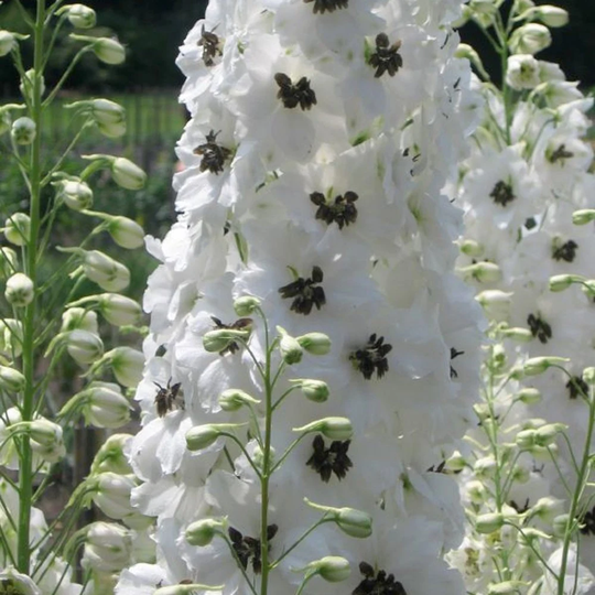 50 Delphinium White Dark Bee Seeds Perennial Samen Somen Zaad Zaden Semi Sementi Semillas Semenetes Siemenet Graines Nasiona