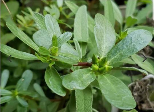 Purslane/Verdolaga/Ngalog Seeds 600+