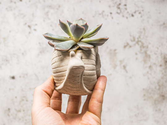 Concrete Snail Plant Pot, Perfect For The Garden || Cactus Planter Indoor Gift Housewarming Gif