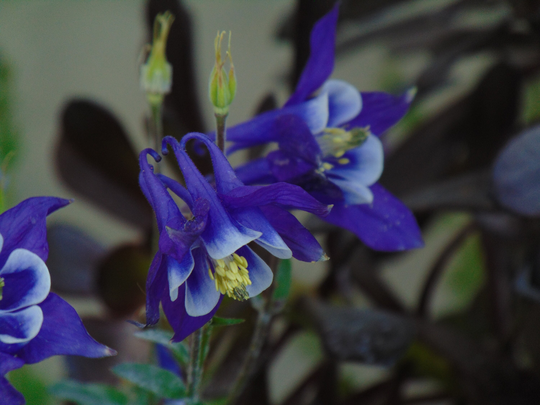 Purple Columbine Seeds | Aquilegia Vulgaris