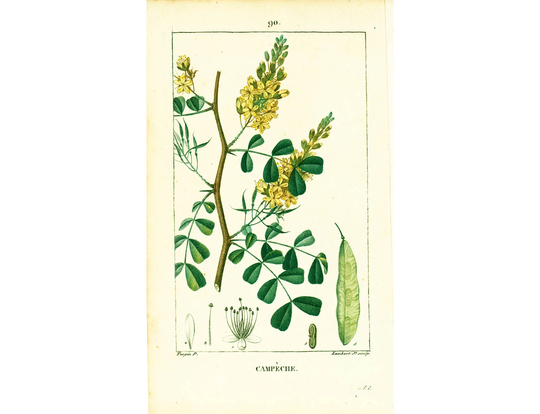 1814 Campeche Logwood Blackwood Bloodwood Tree Antique Prints Botanical Wall Art To Frame