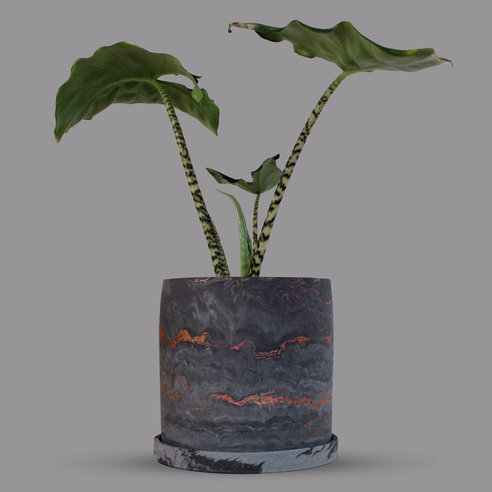 Black Marbled Plant Pot With Saucer | Indoor Planter Drainage Succulent Cactus Gifts For Lovers